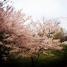 桜と大観覧車1 2012 iPhone 4S