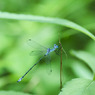 青い糸、夏山の涼風