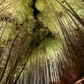 竹林の輝き