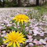 タンポポと桜1 2012 iPhone 4S