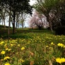 タンポポと桜2 2012 iPhone 4S