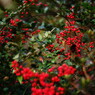 OLD LENS  ナンテン