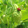 ヒナゲシの蕾とナナホシテントウ1 2009 PowerShot A70