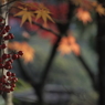 南天と紅葉1 2017 HEXANON AR 50mmF1.7 / E-P2