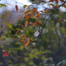 OLD LENS  秋の名残