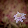 100825－お花