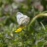 クモマツマキチョウ♀　吸蜜