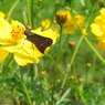 キバナコスモスとイチモンジセセリ1 2009 PowerShot A70