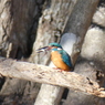 カワセミ