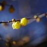 OLD LENS  蝋梅