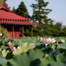 蓮池Ⅱ