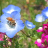 ネモフィラとセイヨウミツバチ1 2009 PowerShot A70