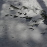 photo_739644