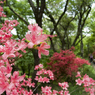 葛城山のツツジ