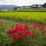 橘寺と彼岸花