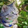 野生の家猫