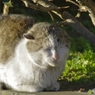 野良さん