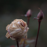 Withered roses