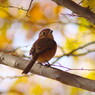 野鳥を追って　モズ？