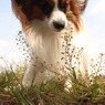 愛犬　アン
