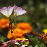 DSC00235