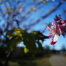 OLD LENS  冬桜