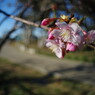 OLD LENS  冬桜　Ⅱ