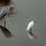 鳥の気持ち