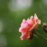 rose2467