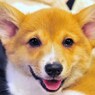 あけおめだワン♪