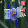 年賀15