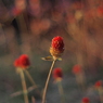 キバナセンニチコウ2 2017 S-Takumar 55mmF1.8/E-P2