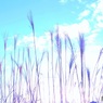 淡い冬の青空　（ススキ　１３）