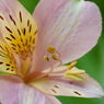 DSC00455N1