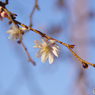 河津桜