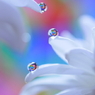 ドリーム