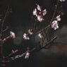 仲春　梅