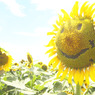 夏顔