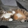 猫は背中がかゆい