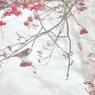 赤口睦月さがり鶫　雪煙淡く石狩原野