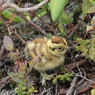 雷鳥のヒナ