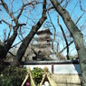 冬ぼたんと五重塔