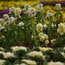 仲春　花壇