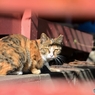 13玉川弁財天　のらねこ