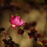OLD LENS  薔薇