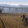 写真句：朝霞：NTW103