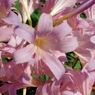桃色の花