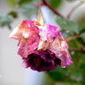 写真句：枯れる薔薇