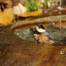 野鳥を追って　ヤマガラ　Ⅲ