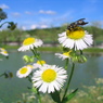 ツヤハナバチの仲間？とヒメジョオン1 2010 PowerShot A70